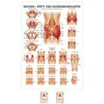 Mini-Poster - buttocks, hips and pelvic muscles, - L x W 34x24 cm
