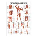 Mini Poster - deep muscle layers-chest - L x W 34x24 cm
