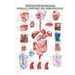 Mini-Poster - digestive system - , LxW 34x24 cm