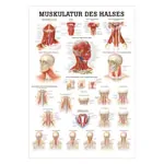 Mini-Poster - muscles of the neck, - L x W 34x24 cm