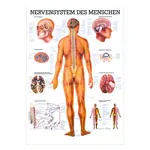 Mini-Poster - nervous system - , LxW 34x24 cm