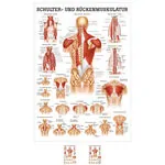 Mini-Poster - shoulder and back muscles, - L x W 34x24 cm