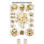 Mini-Poster - skull and bones of the skull, - L x W 34x24 cm