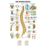 Mini-Poster - spinal column - L x W 34x24 cm