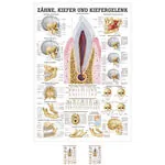Mini-Poster - teeth and jaw joint - L x W 34x24 cm