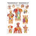 Mini-Poster - trigger points head and torso - , L x W 34x24 cm