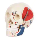 Mini Skull with muscles, 3 pieces.