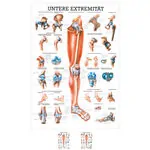Mini-poster - Lower limb - , LxW 34x24 cm
