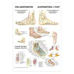 Mini-poster - foot-acupuncture - L x W 34x24 cm