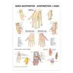 Mini-poster - hand-acupuncture - L x W 34x24 cm