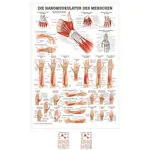 Mini-poster - hand muscles - L x W 34x24 cm