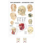 Mini-poster - head-acupuncture - L x W 34x24 cm