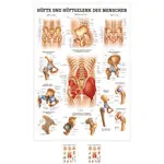 Mini-poster - hip & hip joint - L x W 34x24 cm