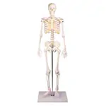 Image shows Mini-skeleton incl. stand,&nbsp;80 cm
