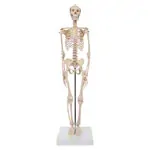 Image shows Mini-skeleton incl. stand, 65 cm