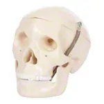 Mini skull, 3-piece.