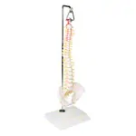 Mini-spinal column incl. stand, 38 cm