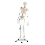Image shows Movable skeleton with ligament apparatus including stand, 176 cm