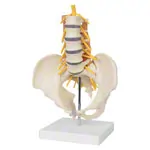 Pelvis with lumbar spine and lumbar muscles, LxHxB 39x26x21 cm