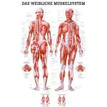 Poster - Female muscular system, - L x W 70x50 cm