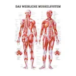 Poster - Female muscular system, - L x W 70x50 cm