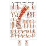 Poster - Foot muscles - L x W 70x50 cm