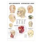 Poster - Head-acupuncture - , L x W 70x50 cm