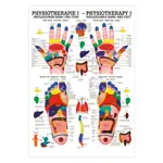 Poster - Reflex zones - , L x W 70x50 cm