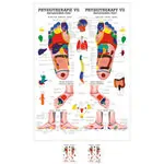 Poster - Reflex zones foot - L x W 70x50 cm