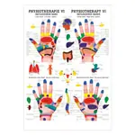 Poster - Reflex zones hand - L x W 70x50 cm