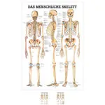 Poster - The human skeleton - L x W 70x50 cm