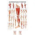 Poster - The leg muscles - , L x W 70x50 cm