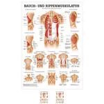 Poster - abdominal and intercostal muscles - L x W 70x50 cm