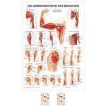 Poster - arm muscles - L x W 70x50 cm