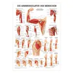 Poster - arm muscles - L x W 70x50 cm