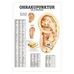 Poster - ear acupuncture - , L x W 70x50 cm