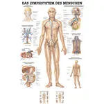 Poster - lymphatic system - , L x W 70x50 cm