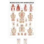 Poster - musculature of the spinal column - L x W 70x50 cm