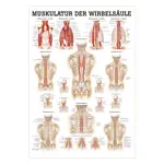 Poster - musculature of the spinal column - L x W 70x50 cm