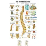 Poster - spinal column - L x W 70x50 cm