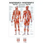 Poster - trigger points - L x W 70x50 cm