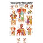 Poster - trigger points head and torso - L x W 70x50 cm
