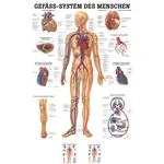 Poster - vascular system - L x W 70x50 cm