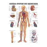 Poster - vascular system - L x W 70x50 cm