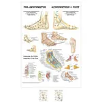 Posters - Foot Acupuncture - L x W 70x50 cm