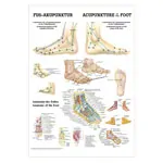Posters - Foot Acupuncture - L x W 70x50 cm