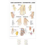 Posters - Hand-Acupuncture - L x W 70x50 cm