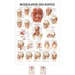 Posters ''Musculature of the head - , L x W 70x50 cm