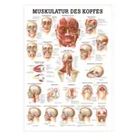 Posters ''Musculature of the head - , L x W 70x50 cm