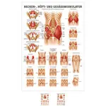 Posters - buttocks, hips and pelvic muscles, - L x W 70x50 cm